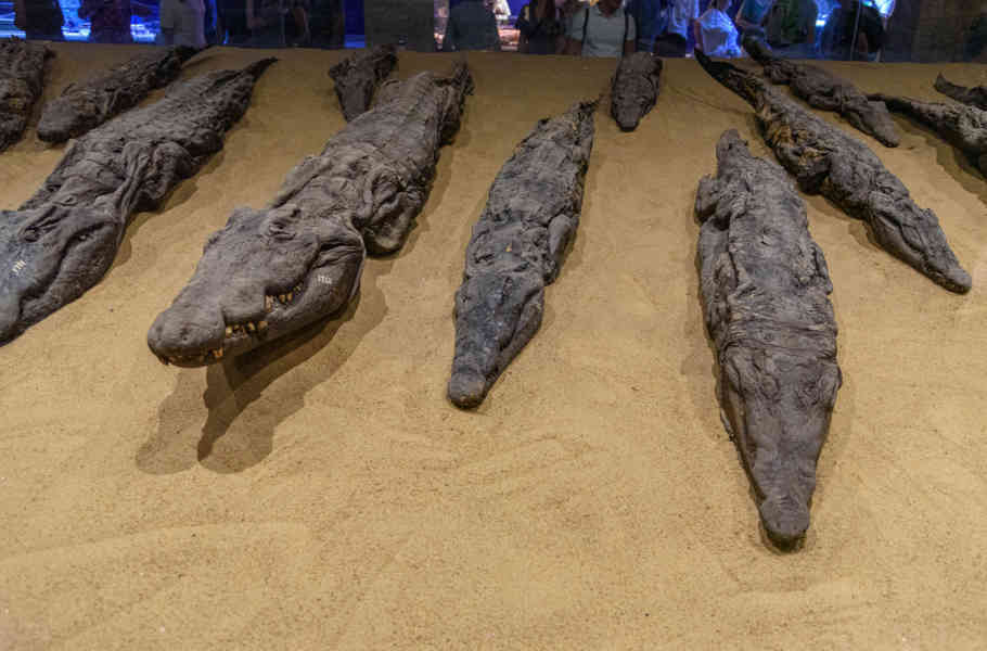 Egipto 307 - Templo de Kom Ombo - museo - Cocodrilos momificados.jpg